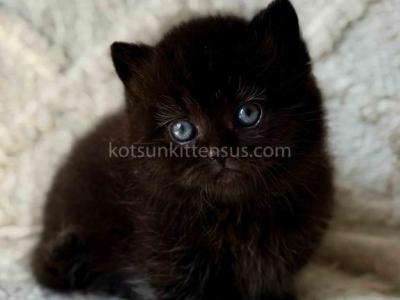Michael Baby Boy Munchkin Black Solid Short Legs - Munchkin - Gallery Photo #1