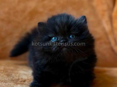 Martin Munchkin Longhair Black Solid Short Legs - Munchkin - Gallery Photo #1
