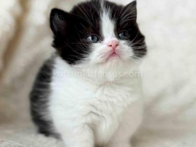 Morgan Tuxedo Munchkin Black Bicolor Short Legs - Munchkin - Gallery Photo #1