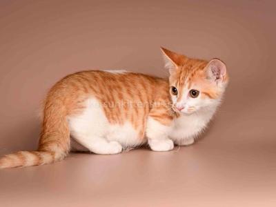 Amic Munchkin Orange Bicolor Boy With Short Legs - Munchkin - Gallery Photo #1