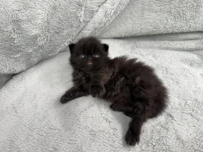 Edgar - Persian - Gallery Photo #1