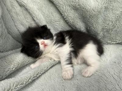 Bishop - Persian - Gallery Photo #1