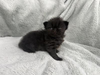 Ophelia - Persian - Gallery Photo #1