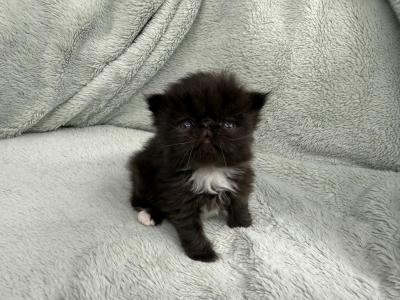 Elowen - Persian - Gallery Photo #1