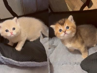 British Litter July - British Shorthair - Gallery Photo #1