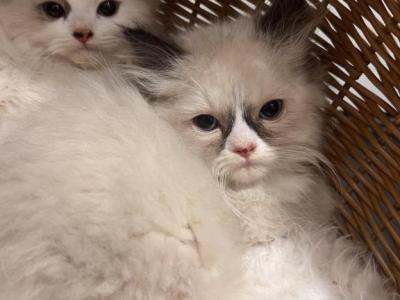 Dot - Ragdoll - Gallery Photo #1