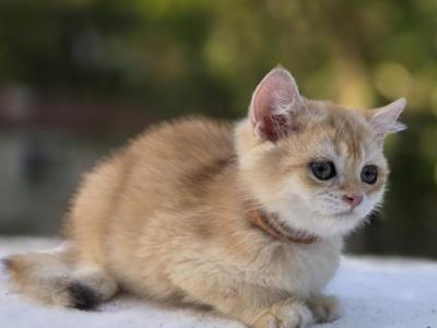 Kuzya - British Shorthair - Gallery Photo #1