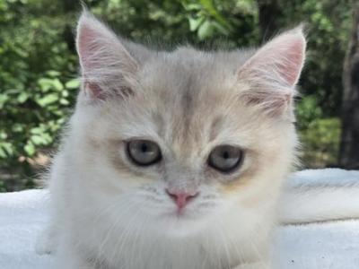 Mura - British Shorthair - Gallery Photo #1