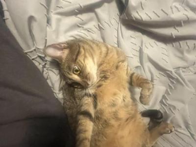 Pepper - Domestic - Gallery Photo #1