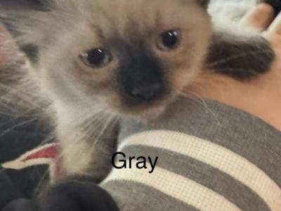 Gray - Siamese - Gallery Photo #1