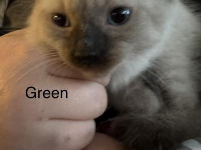 Green - Balinese - Gallery Photo #1