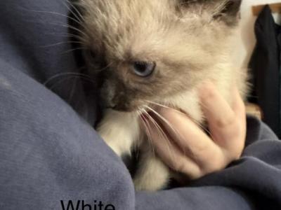 White - Siamese - Gallery Photo #1