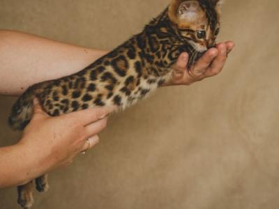 Rena - Bengal - Gallery Photo #1