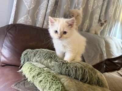 Flame Point - Persian - Gallery Photo #1