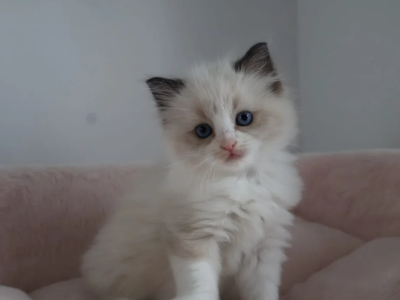 Fridy - Ragdoll - Gallery Photo #1