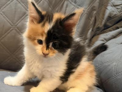 Calico Torbie With White - Maine Coon - Gallery Photo #1
