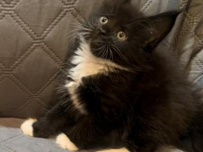 Black White - Maine Coon - Gallery Photo #1
