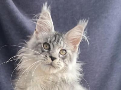 Winston Churchill - Maine Coon - Gallery Photo #1