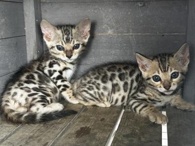 Ned - Bengal - Gallery Photo #1