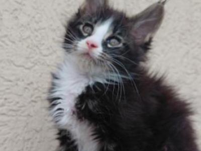 Purebred Maine Coon Kitten Big Healthy Playfull - Maine Coon - Gallery Photo #1