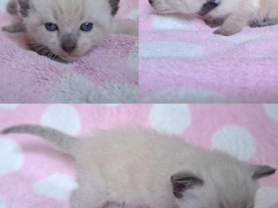 Making A Splash - Siamese - Gallery Photo #1