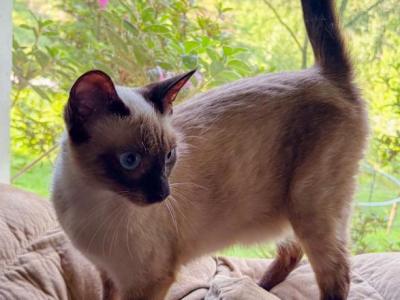 Making A Splash - Siamese - Gallery Photo #1