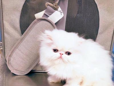 White Male Persian - Persian - Gallery Photo #1