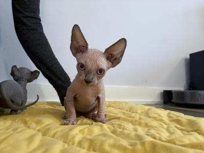 Pinky - Sphynx - Gallery Photo #1