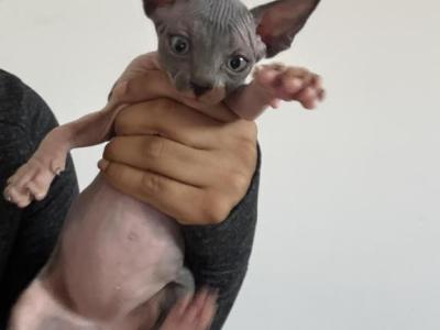 Bud - Sphynx - Gallery Photo #1