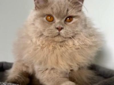 Yusha - British Shorthair - Gallery Photo #1
