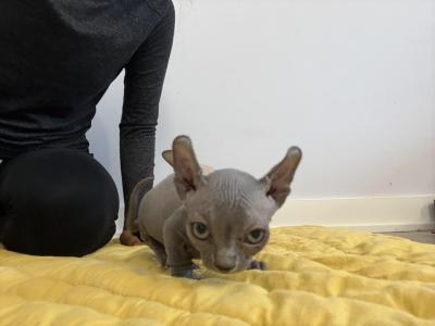 Runty - Bambino - Gallery Photo #1