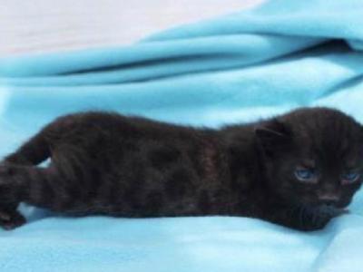 Princess The Melanistic Bengal - Bengal - Gallery Photo #1