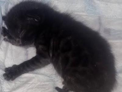 Princess The Melanistic Bengal - Bengal - Gallery Photo #1
