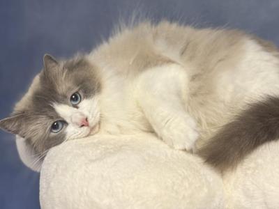 Rollin On The River Proven Queen - Ragdoll - Gallery Photo #1
