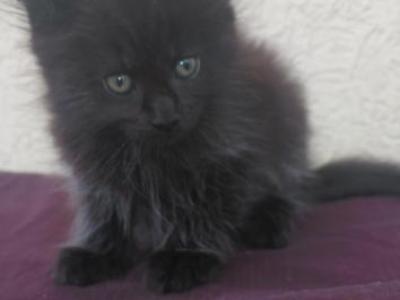 Old Blood European BlackSolid Maine Coon Kitten - Maine Coon - Gallery Photo #1