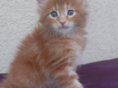 Meet Sunny Classic European Type Maine Coon Boy - Maine Coon - Gallery Photo #1