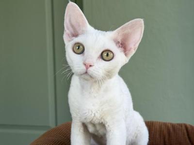 White Devon Rex - Devon Rex - Gallery Photo #1