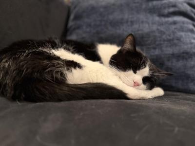 Wiscy - American Shorthair - Gallery Photo #1
