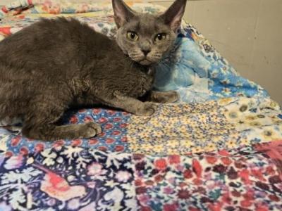 Lola - Devon Rex - Gallery Photo #1