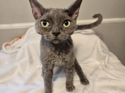 Blue - Devon Rex - Gallery Photo #1