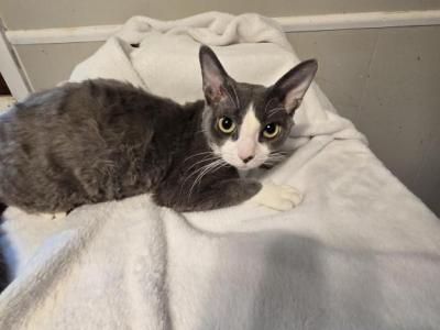 Oreo - Devon Rex - Gallery Photo #1