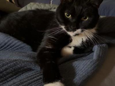 Harvey - American Shorthair - Gallery Photo #1