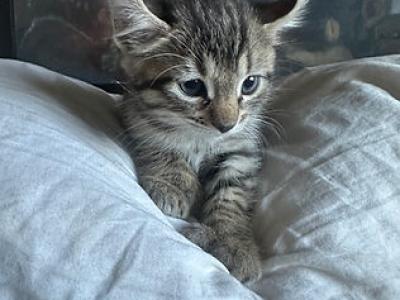 Cooter - Savannah - Gallery Photo #1
