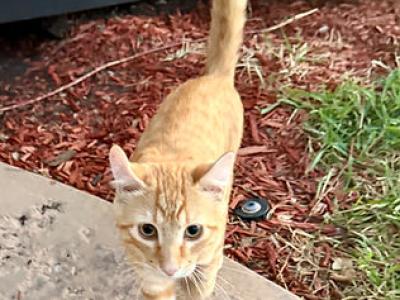 Sunkist - Savannah - Gallery Photo #1