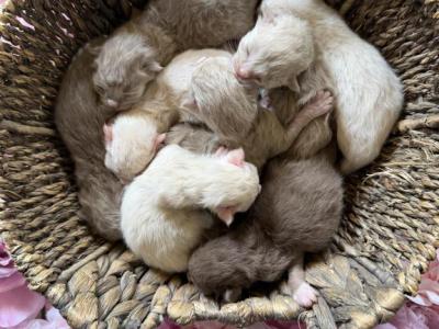 Meeko Nutty Litter - Ragdoll - Gallery Photo #1