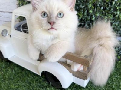 Gelato - Ragdoll - Gallery Photo #1