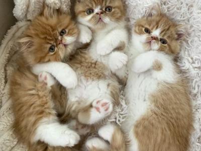 Loving Exotic Shorthair And Longhair Kittens - Exotic - Gallery Photo #1