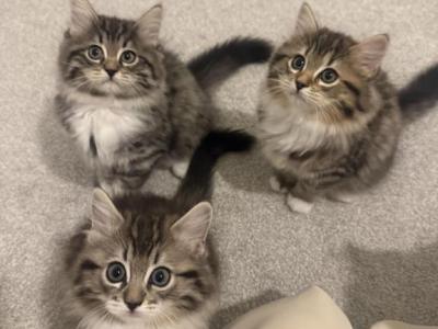 British Long Hair Ragdoll Mix - Ragdoll - Gallery Photo #1