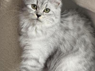 Luna - Brazilian Shorthair - Gallery Photo #1