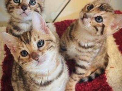 Alices Prince And Princesses - Bengal - Gallery Photo #1